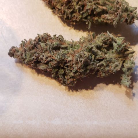 White Martian  growlog photo: Yummy!! 