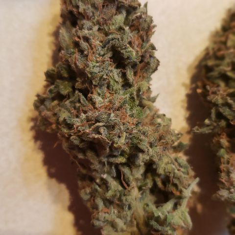 White Martian  growlog photo: Yummy!! 