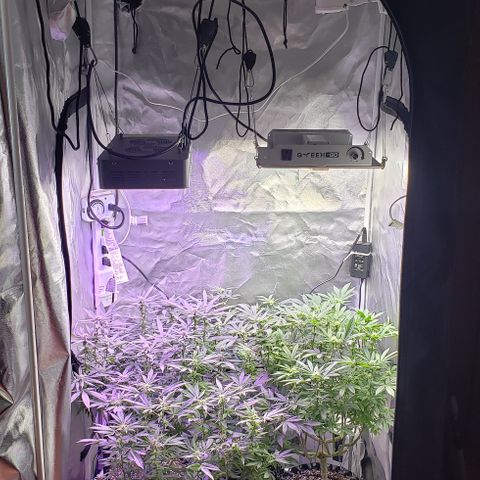 GGB2 growlog timeline photo