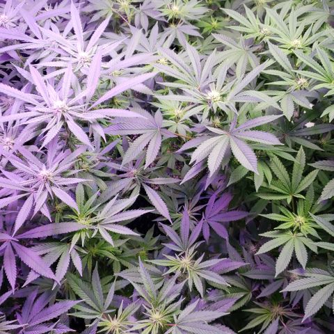 GGB2 growlog timeline photo