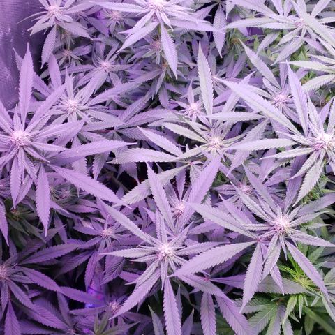 Three Blue Kings growlog timeline photo