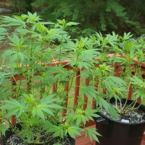 Watermelon Zkittlez growlog timeline photo