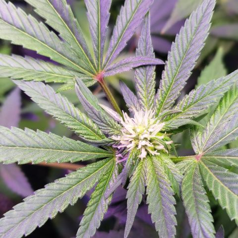 Big Tooth growlog timeline photo