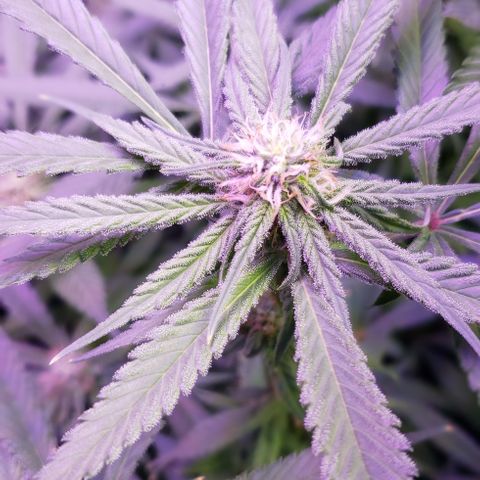 Three Blue Kings growlog timeline photo