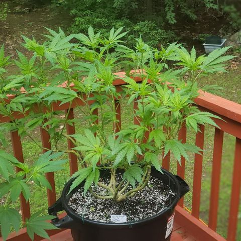 Gorilla Breath x GDP  growlog timeline photo
