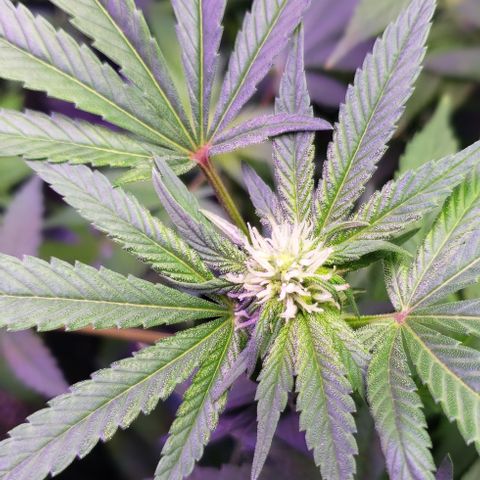 Big Tooth growlog timeline photo