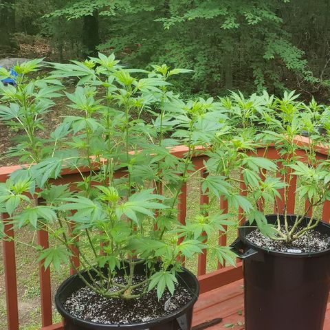 Watermelon Zkittlez growlog timeline photo