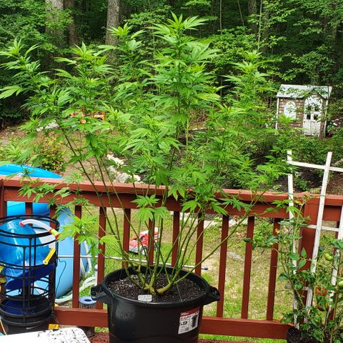Watermelon Zkittlez growlog photo: Gave some buds and blooms today