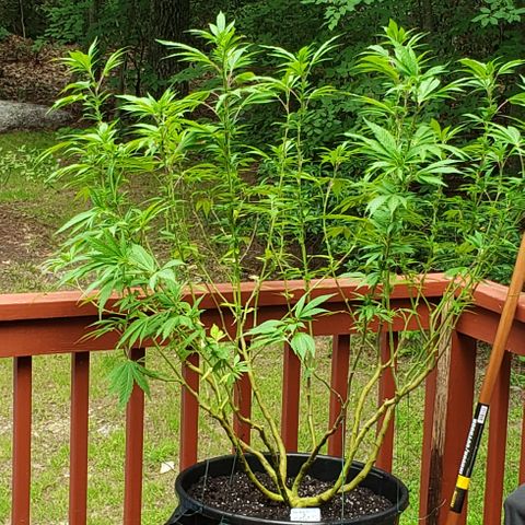 Gorilla Breath x GDP  growlog photo: Gave some nutes 