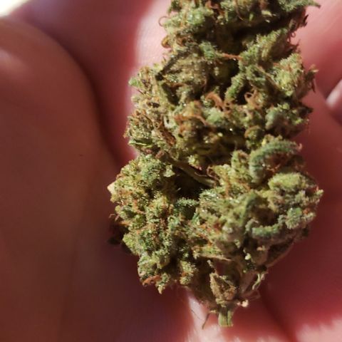 UR_FACE  growlog photo: Yummy
