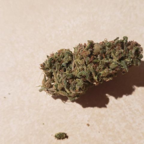 UR_FACE  growlog photo: Yummy