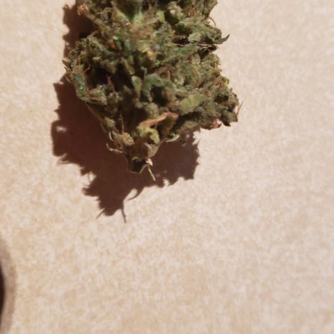 UR_FACE  growlog photo: Yummy
