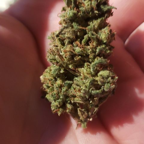 UR_FACE  growlog photo: Yummy