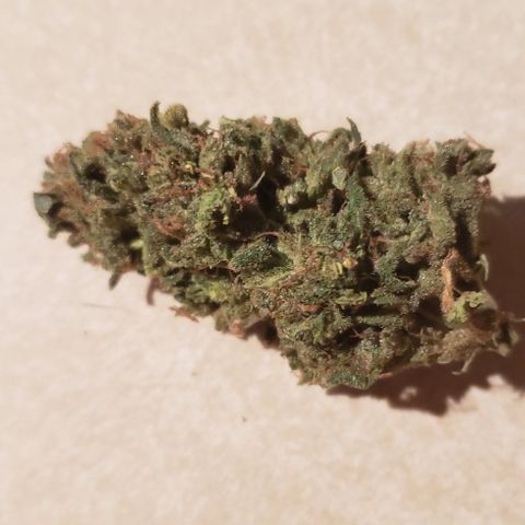UR_FACE  growlog photo: Yummy