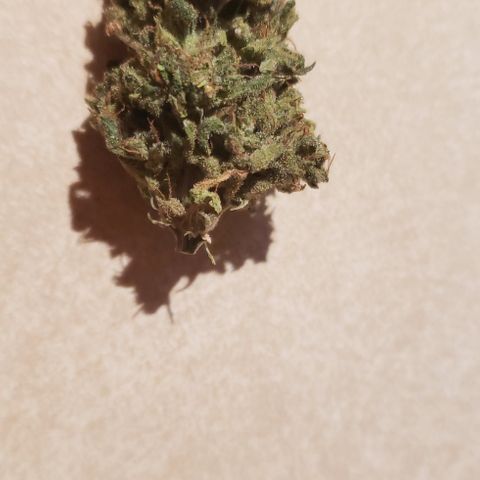 UR_FACE  growlog photo: Yummy