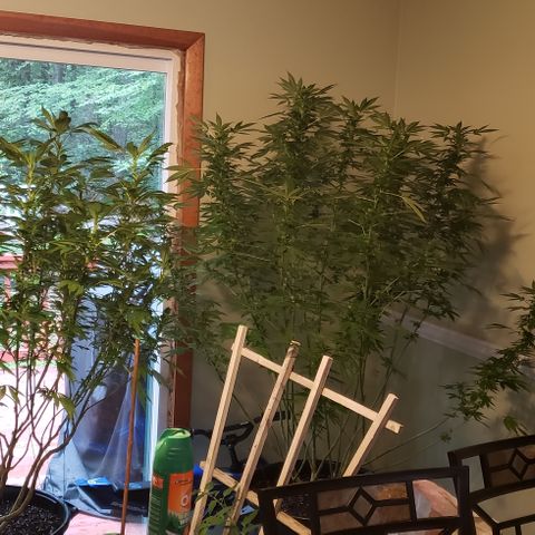 Gorilla Breath x GDP  growlog photo: Inside for Henri