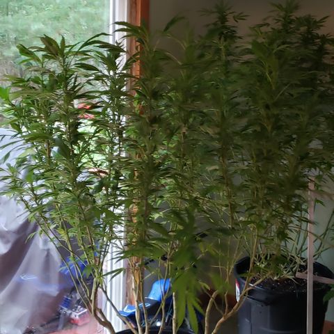 Gorilla Breath x GDP  growlog photo: Inside for Henri