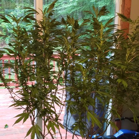 Gorilla Breath x GDP  growlog photo: Inside for Henri