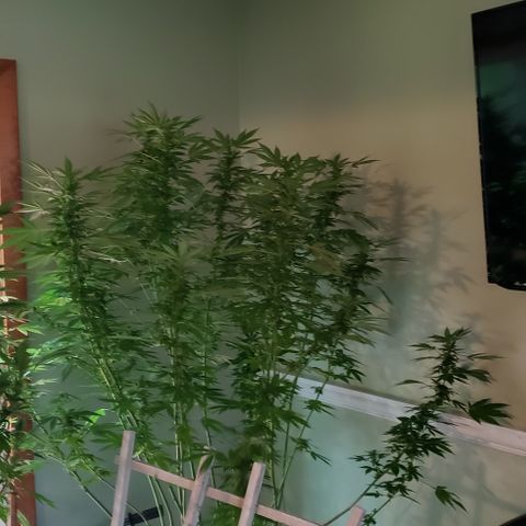 Watermelon Zkittlez growlog photo: Inside for Henri