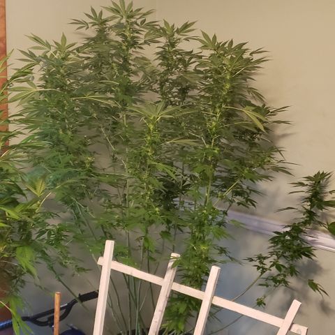 Watermelon Zkittlez growlog photo: Inside for Henri