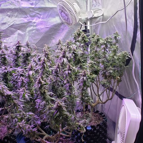 GGB2 growlog timeline photo