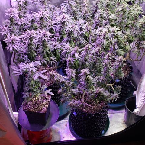GGB2 growlog timeline photo