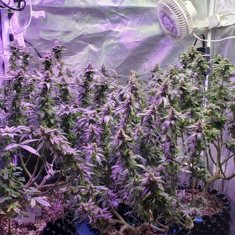 GGB2 growlog timeline photo