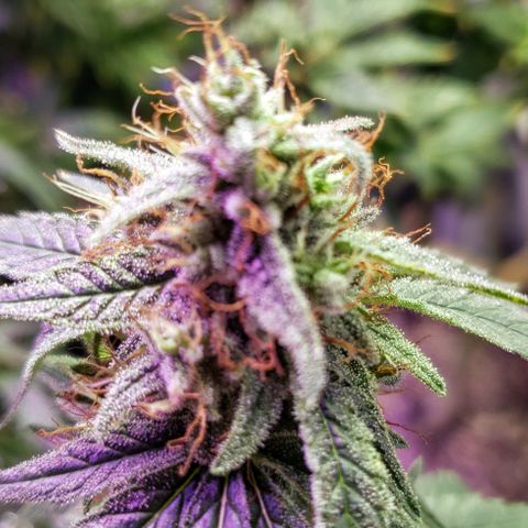 GGB2 growlog timeline photo