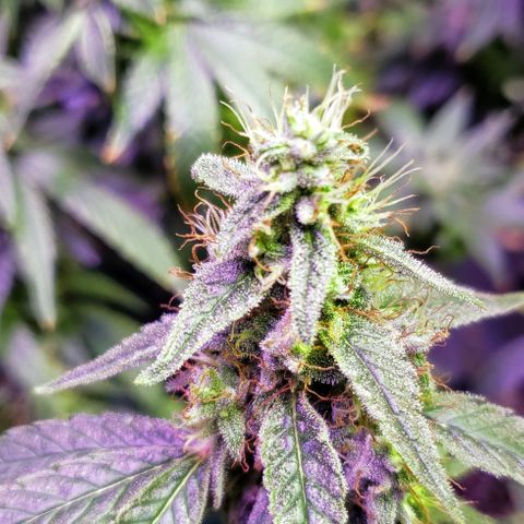 GGB2 growlog timeline photo