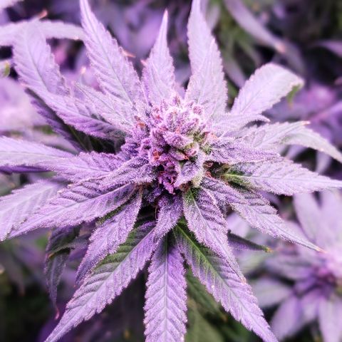 Three Blue Kings growlog timeline photo