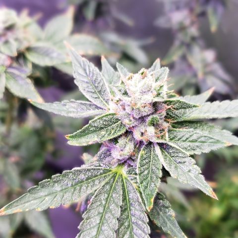 Big Tooth growlog timeline photo