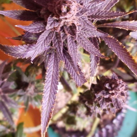 Three Blue Kings growlog photo: Harvest tomorrow 