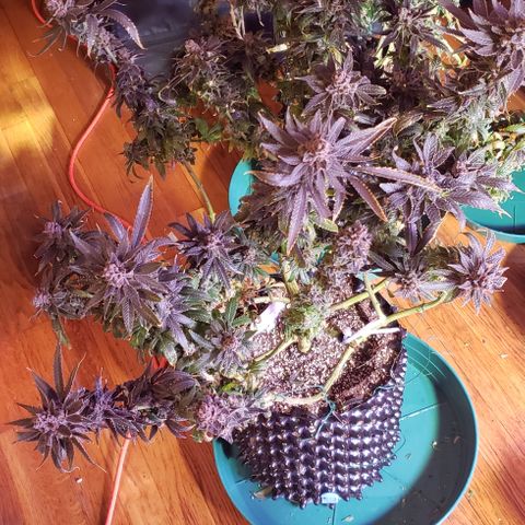 Three Blue Kings growlog photo: Harvest tomorrow 