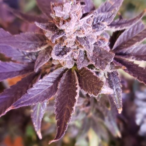 Three Blue Kings growlog photo: Harvest tomorrow 