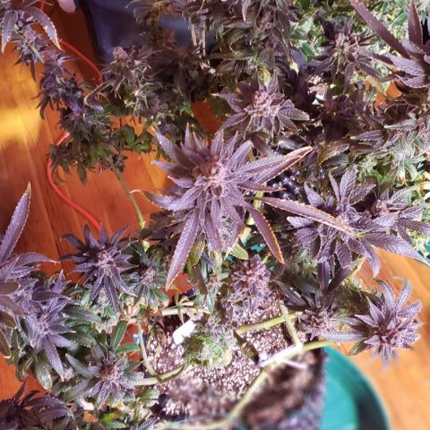 Three Blue Kings growlog photo: Harvest tomorrow 