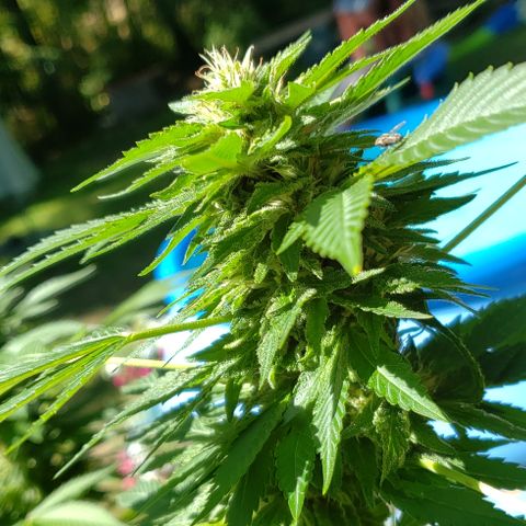 Watermelon Zkittlez growlog timeline photo