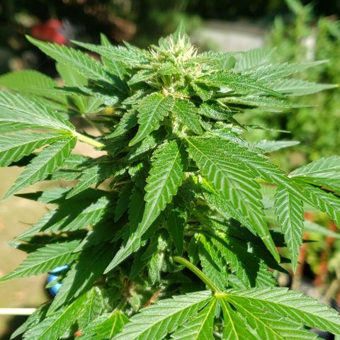 Watermelon Zkittlez growlog timeline photo