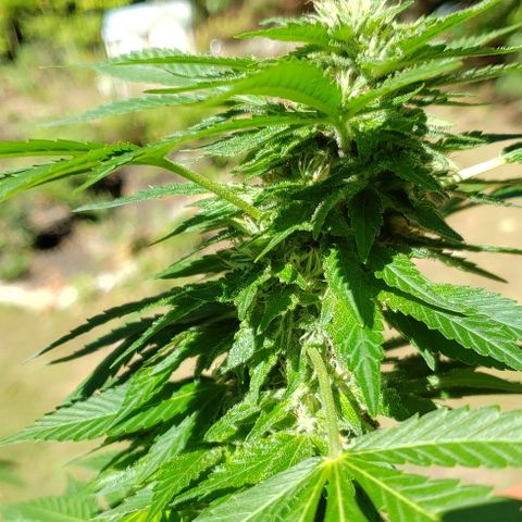 Watermelon Zkittlez growlog timeline photo