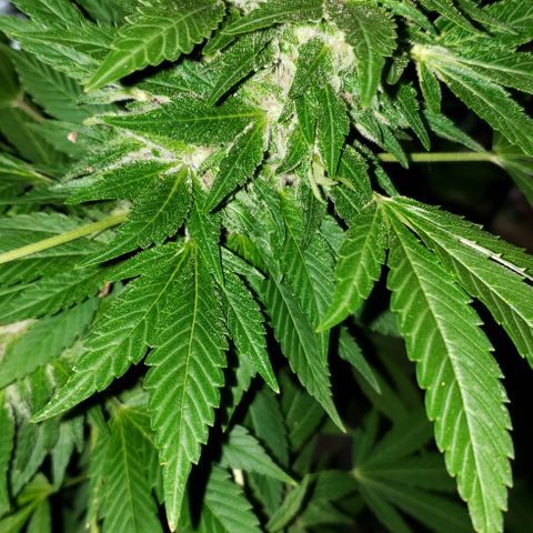 Watermelon Zkittlez growlog photo: First day of chop