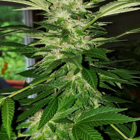 Watermelon Zkittlez growlog photo: First day of chop