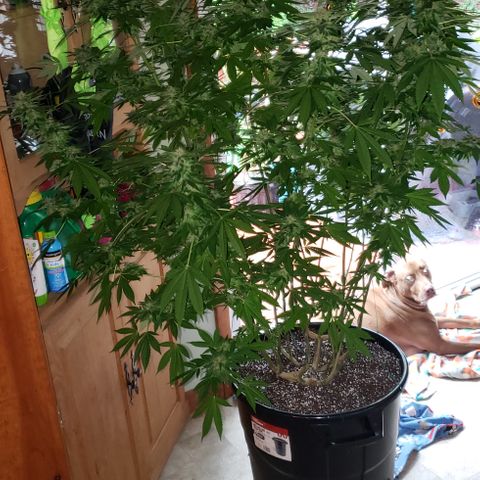 Watermelon Zkittlez growlog photo: First day of chop
