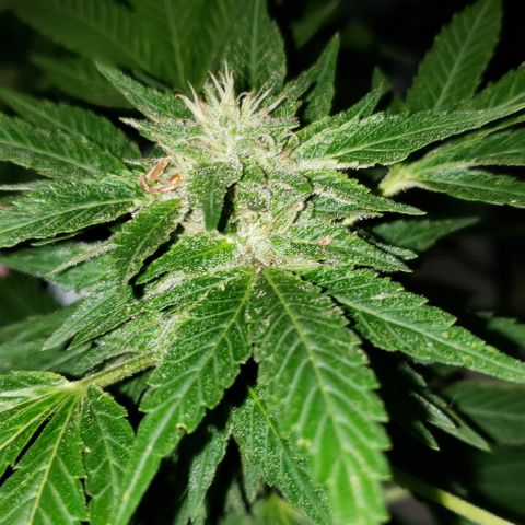 Watermelon Zkittlez growlog photo: First day of chop