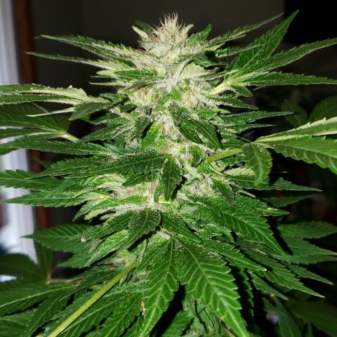 Watermelon Zkittlez growlog photo: First day of chop