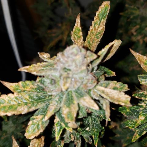Big Tooth growlog timeline photo