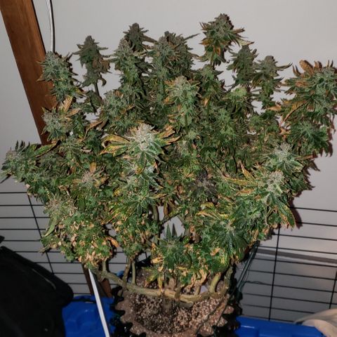 Big Tooth growlog timeline photo