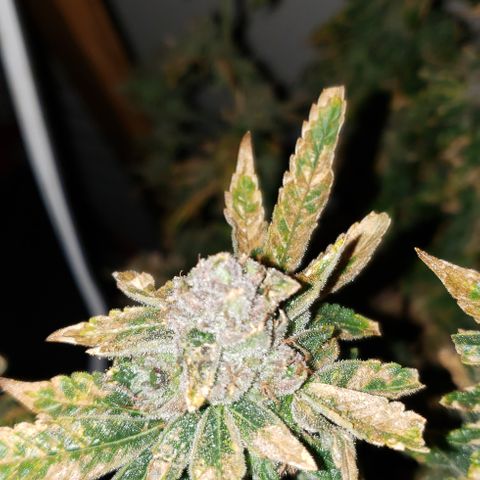 Big Tooth growlog timeline photo