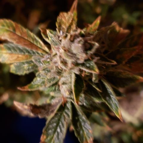 Big Tooth growlog timeline photo