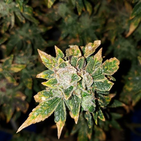 Big Tooth growlog timeline photo