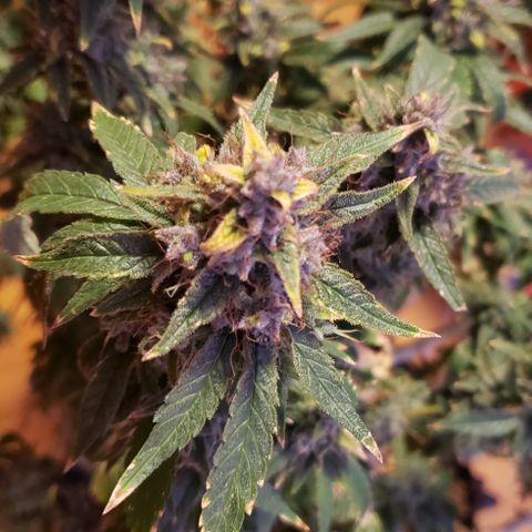 GGB1 growlog timeline photo