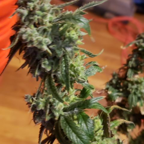 GGB1 growlog timeline photo